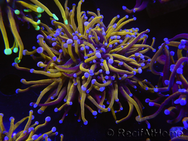 WYSIWYG RAH Euphyllia glabrescens (Elevage Recifathome) 16C1