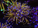 WYSIWYG RAH Euphyllia glabrescens (Cría Recifathome) 16C1