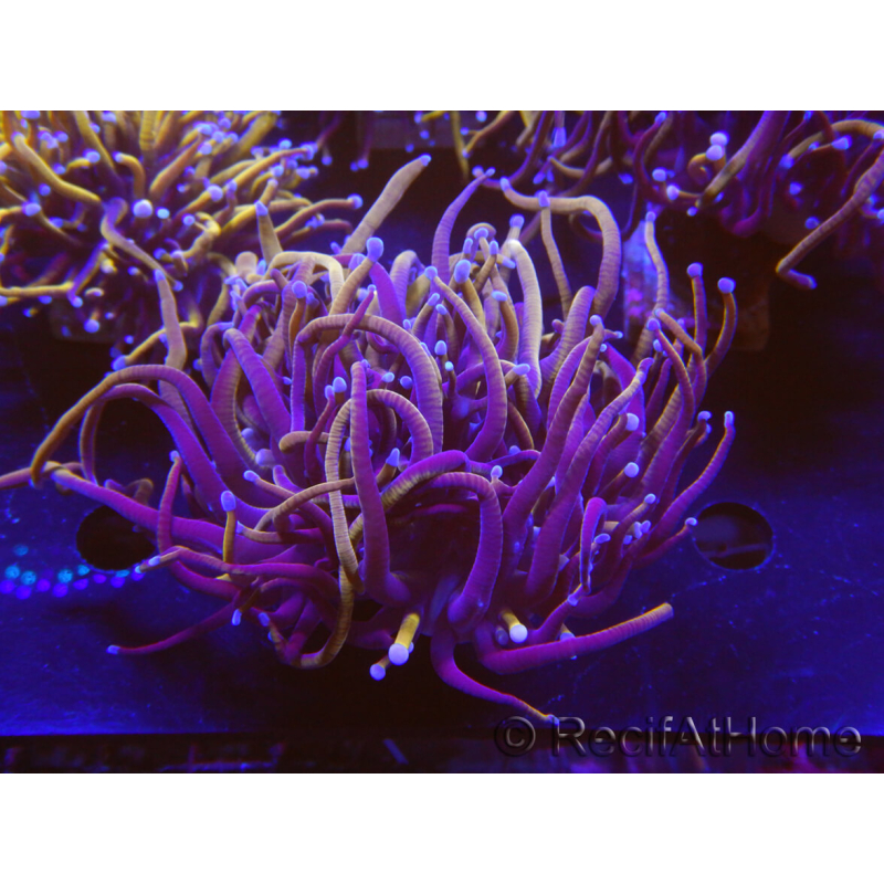 WYSIWYG RAH Euphyllia glabrescens (Cría Recifathome) 16C1