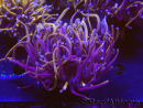 WYSIWYG RAH Euphyllia glabrescens (Elevage Recifathome) 16C4