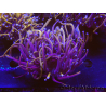 WYSIWYG RAH Euphyllia glabrescens (Elevage Recifathome) 16C4