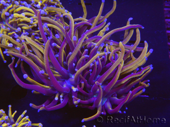 WYSIWYG RAH Euphyllia glabrescens (Allevamento Recifathome) 16C1
