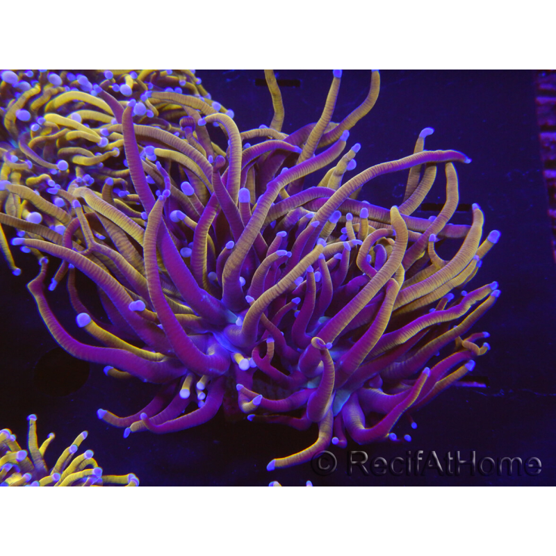WYSIWYG RAH Euphyllia glabrescens (Recifathome Breeding) 16C1