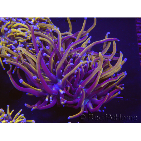 WYSIWYG RAH Euphyllia glabrescens (Elevage Recifathome) 16C1