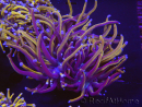 WYSIWYG RAH Euphyllia glabrescens (Elevage Recifathome) 16C1