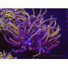 WYSIWYG RAH Euphyllia glabrescens (Recifathome Breeding) 16C1