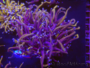 WYSIWYG RAH Euphyllia glabrescens (Elevage Recifathome) 16C1