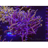 WYSIWYG RAH Euphyllia glabrescens (Allevamento Recifathome) 16C1