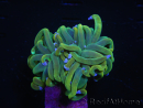 WYSIWYG RAH Euphyllia glabrescens (Elevage Recifathome) 16C1