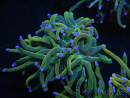 WYSIWYG RAH Euphyllia glabrescens (Recifathome Breeding) 16C1