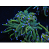 WYSIWYG RAH Euphyllia glabrescens (Zucht Recifathome) 16C1