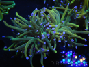 WYSIWYG RAH Euphyllia glabrescens (Elevage Recifathome) 16A3