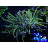 WYSIWYG RAH Euphyllia glabrescens (Elevage Recifathome) 16C1