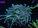 WYSIWYG RAH Euphyllia glabrescens (Recifathome Breeding) 16C1