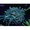 WYSIWYG RAH Euphyllia glabrescens (Allevamento Recifathome) 16C1