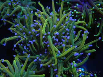 WYSIWYG RAH Euphyllia glabrescens (Cría Recifathome) 16C1