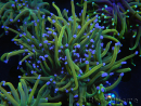 WYSIWYG RAH Euphyllia glabrescens (Allevamento Recifathome) 16C1