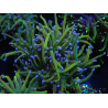 WYSIWYG RAH Euphyllia glabrescens (Elevage Recifathome) 16A5