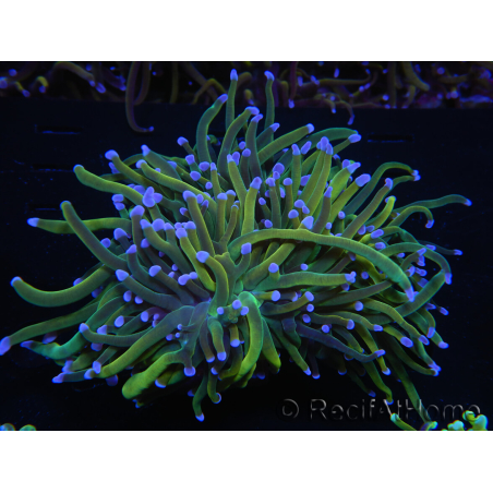 WYSIWYG RAH Euphyllia glabrescens (Elevage Recifathome) 16C1