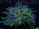 WYSIWYG RAH Euphyllia glabrescens (Elevage Recifathome) 16C1