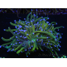 WYSIWYG RAH Euphyllia glabrescens (Elevage Recifathome) 16C1