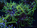 WYSIWYG RAH Euphyllia glabrescens (Allevamento Recifathome) 16C1