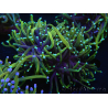 WYSIWYG RAH Euphyllia glabrescens (Allevamento Recifathome) 16C1