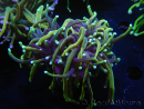 WYSIWYG RAH Euphyllia glabrescens (Elevage Recifathome) 16B2