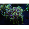 WYSIWYG RAH Euphyllia glabrescens (Recifathome Breeding) 16C1
