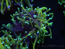 WYSIWYG RAH Euphyllia glabrescens (Recifathome Breeding) 16C1