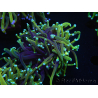 WYSIWYG RAH Euphyllia glabrescens (Allevamento Recifathome) 16C1