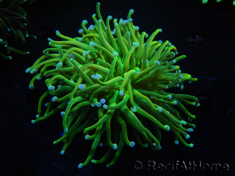 WYSIWYG RAH Euphyllia glabrescens (Allevamento Recifathome) 16C1