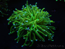 WYSIWYG RAH Euphyllia glabrescens (Elevage Recifathome) 16C1