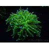 WYSIWYG RAH Euphyllia glabrescens (Elevage Recifathome) 16B4