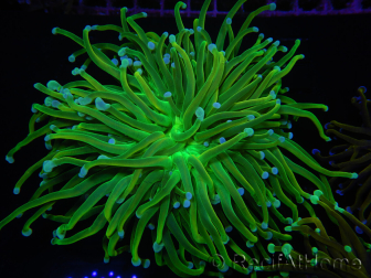 WYSIWYG RAH Euphyllia glabrescens (Elevage Recifathome) 16C1