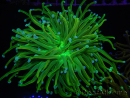 WYSIWYG RAH Euphyllia glabrescens (Cría Recifathome) 16C1