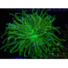 WYSIWYG RAH Euphyllia glabrescens (Cría Recifathome) 16C1
