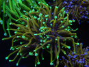 WYSIWYG RAH Euphyllia glabrescens (Allevamento Recifathome) 16C1