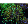WYSIWYG RAH Euphyllia glabrescens (Recifathome Breeding) 16C1