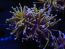 WYSIWYG RAH Euphyllia glabrescens (Allevamento Recifathome) 16C1