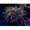 WYSIWYG RAH Euphyllia glabrescens (Zucht Recifathome) 16C1