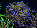 WYSIWYG RAH Euphyllia glabrescens (Elevage Recifathome) 16C2