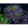 WYSIWYG RAH Euphyllia glabrescens (Recifathome Breeding) 16C1