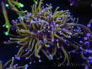 WYSIWYG RAH Euphyllia glabrescens (Elevage Recifathome) 16C1