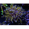 WYSIWYG RAH Euphyllia glabrescens (Elevage Recifathome) 16C1