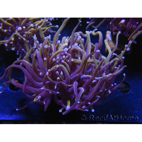 WYSIWYG RAH Euphyllia glabrescens (Elevage Recifathome) 16C1