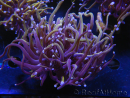 WYSIWYG RAH Euphyllia glabrescens (Elevage Recifathome) 16C1