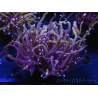 WYSIWYG RAH Euphyllia glabrescens (Allevamento Recifathome) 16C1