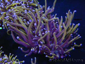 WYSIWYG RAH Euphyllia glabrescens (Elevage Recifathome) 16C5