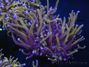 WYSIWYG RAH Euphyllia glabrescens (Cría Recifathome) 16C1